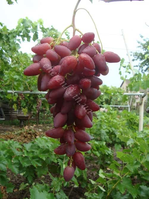 Виноград дубовский розовый: описание сорта, отзывы о выращивании, посадка, уход, урожайность