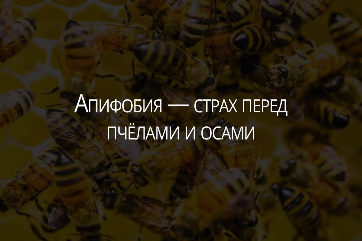 Страх пчел: причины, проявления, способы борьбы