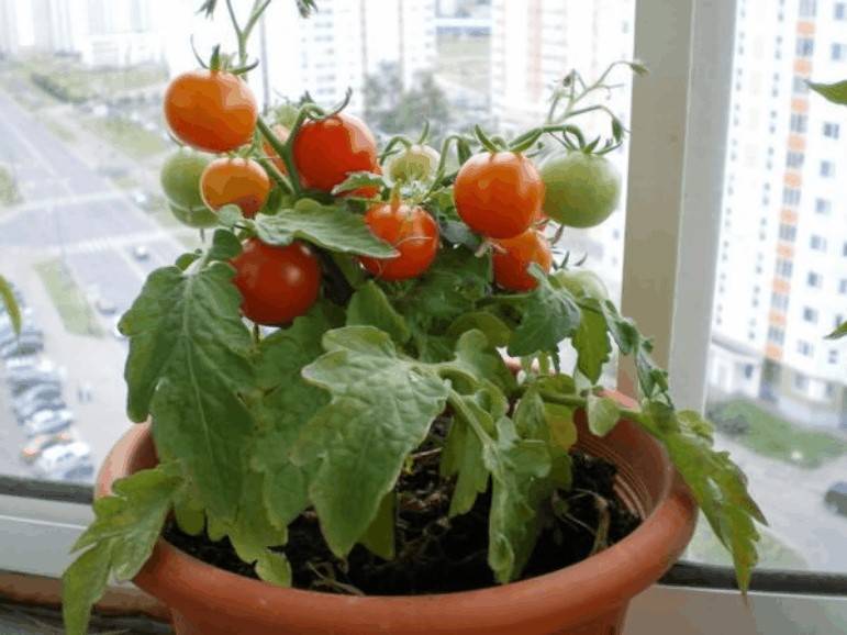 Выращивание помидоров на подоконнике проверенным методом
