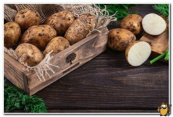 Картофель янка: описание и характеристика сорта, вкусовые качества, особенности выращивания, фото, видео