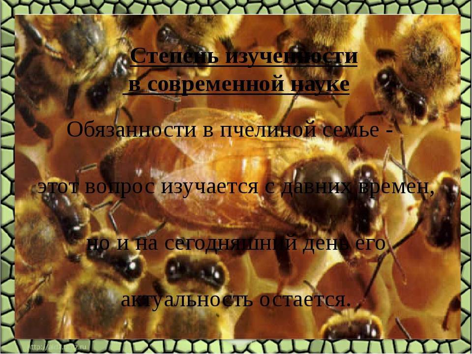 Сколько стоит матка и рой пчел в россии