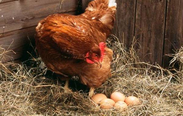Почему не несутся куры или  как устранить причины низкой яйценоскости?
