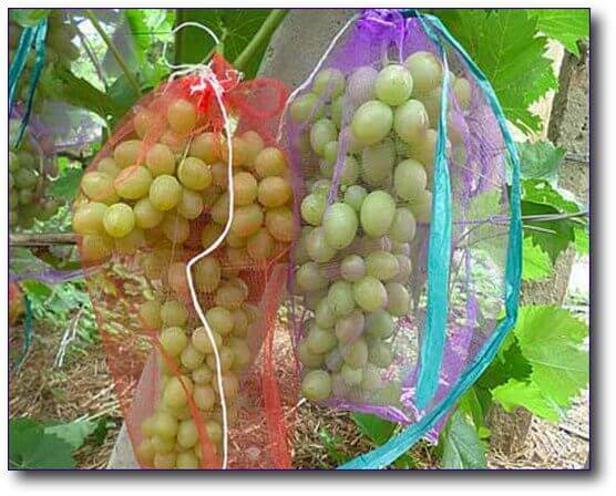 Осы на винограде, защита винограда от ос