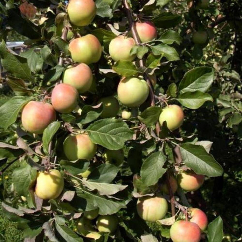 Описание яблони синап орловский, его характеристика и основные достоинства, урожайность и отзывы о выращивании