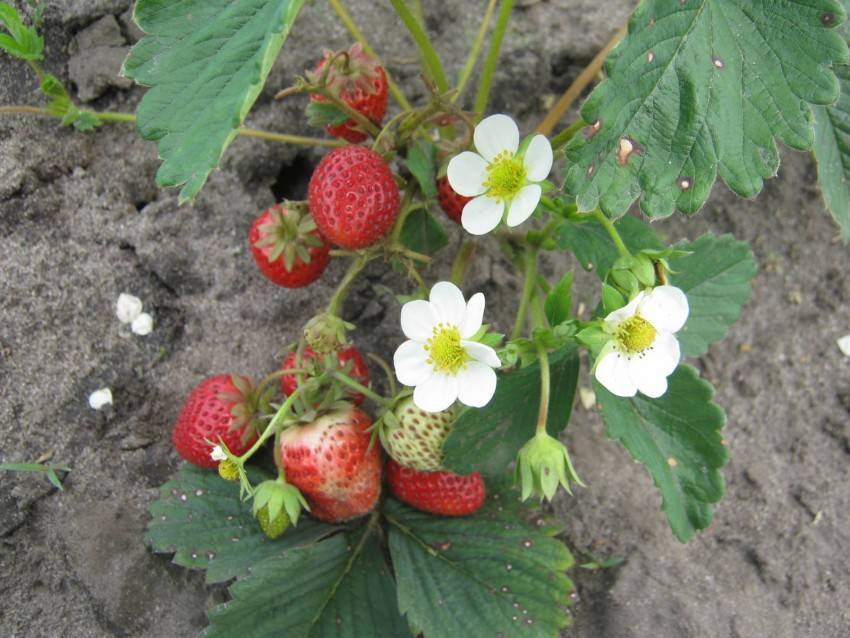 Сорт клубники «флоренс»‎ — особенности выращивания и ухода за неприхотливой ягодой
