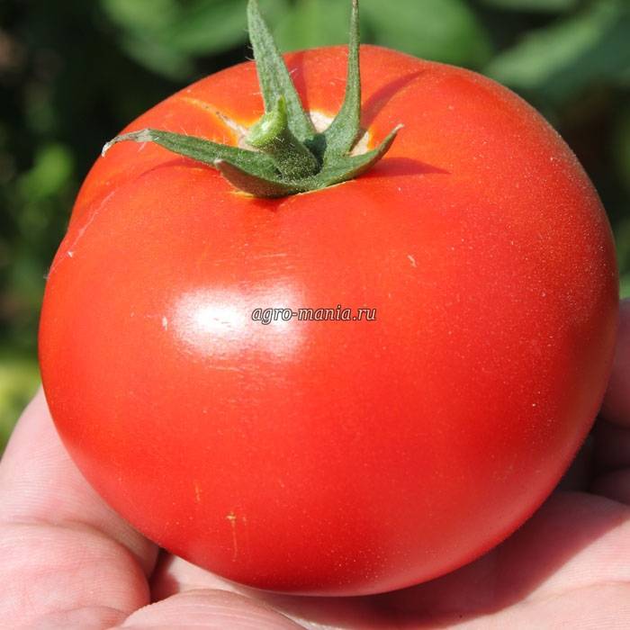 Оля помидор фото и описание