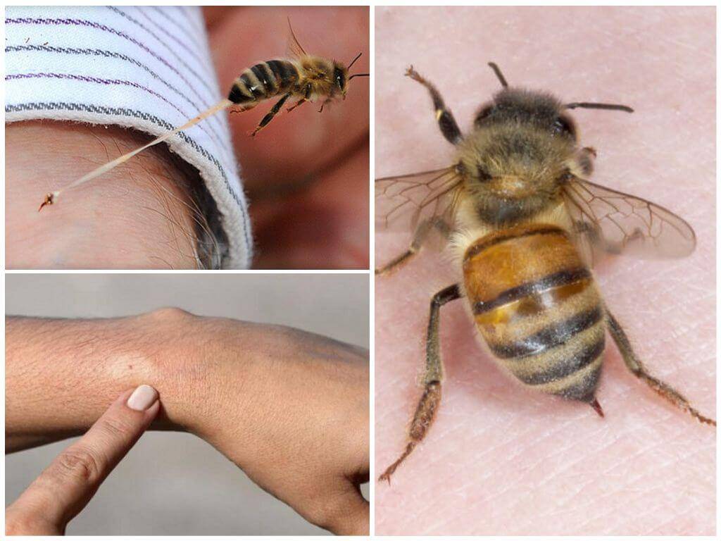 Земляные пчёлы: польза, вред, способы борьбы