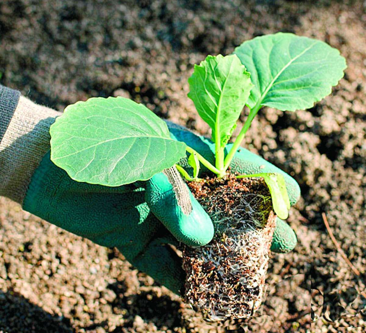 Капуста: выращивание и уход в открытом грунте, вредители и болезни
