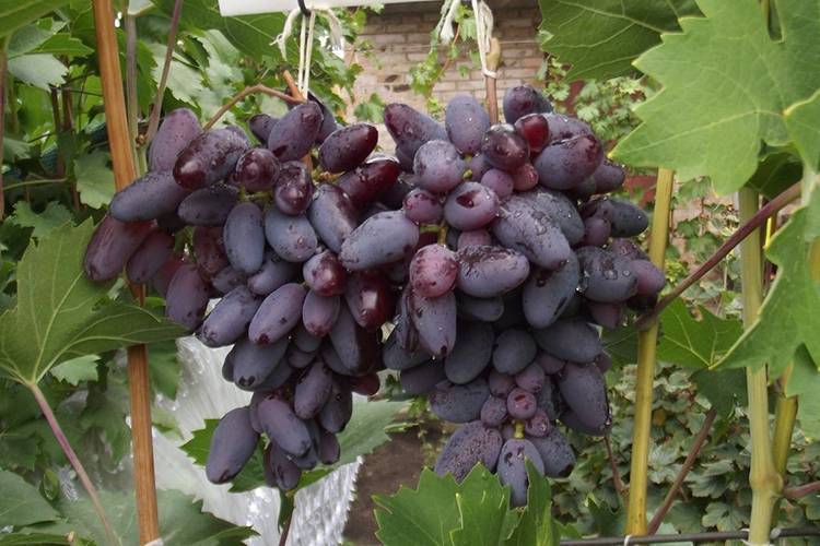 Виноград байконур: описание сорта, выращивание и уход
