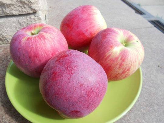 Особенности посадки и ухода за яблоней сорта орловское полосатое