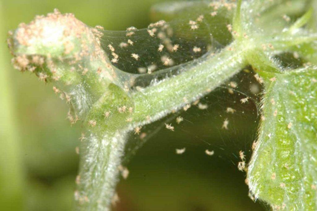 Паутинный клещ на комнатных растениях: причины появления и способы избавления
