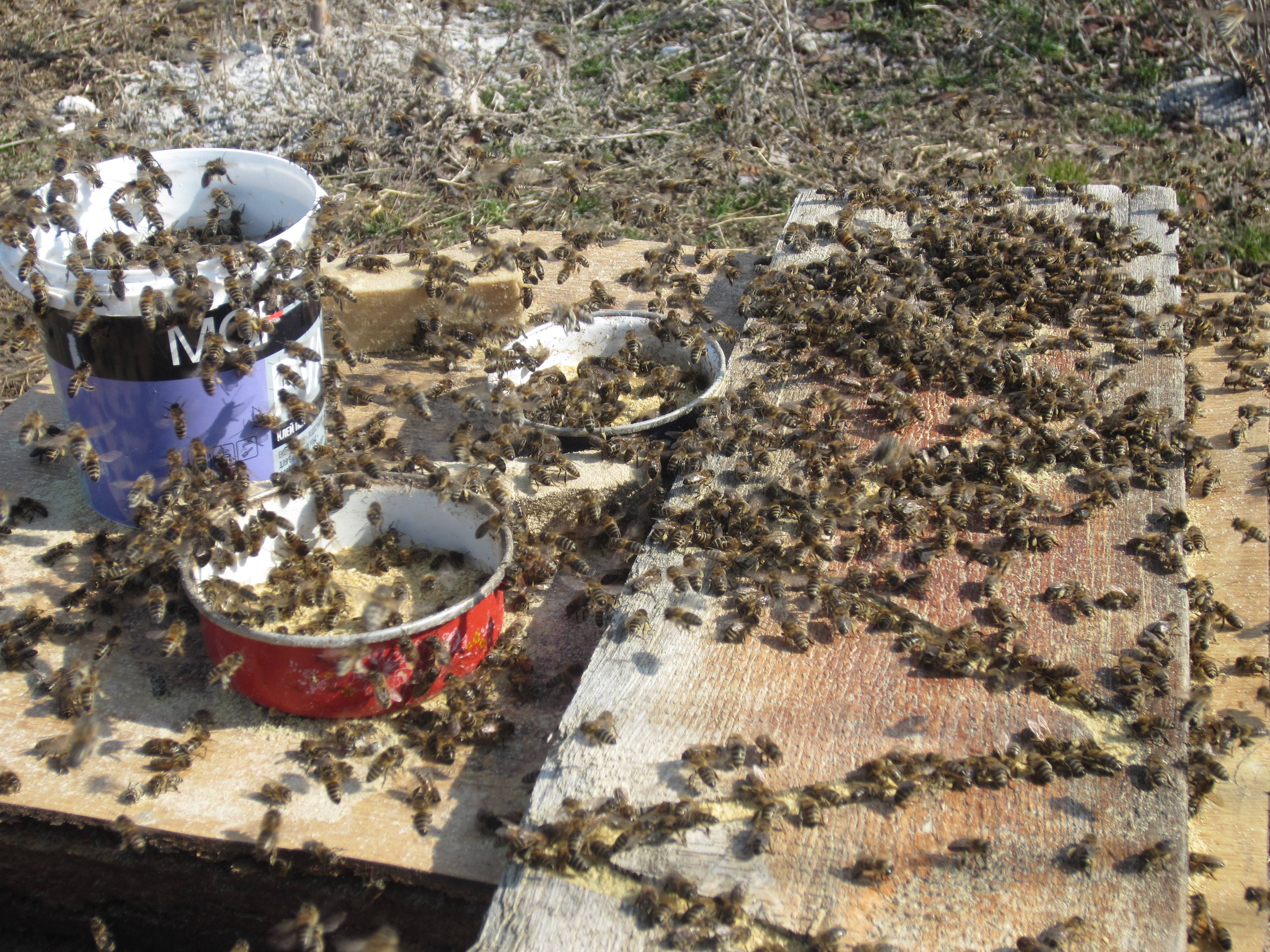 Чем подкормить пчёл весной?