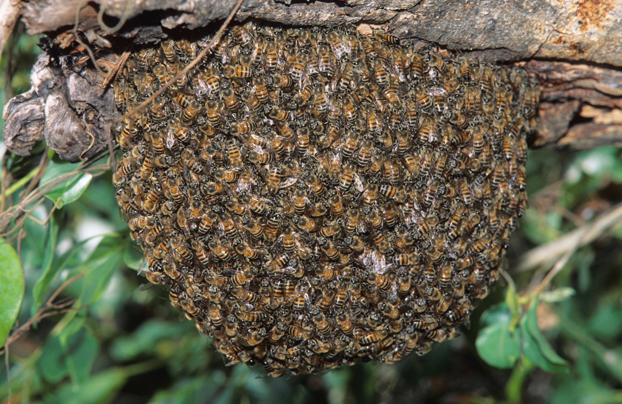 Почему пчёлы становятся злыми.избавляемся от пчел соседа мирным путём