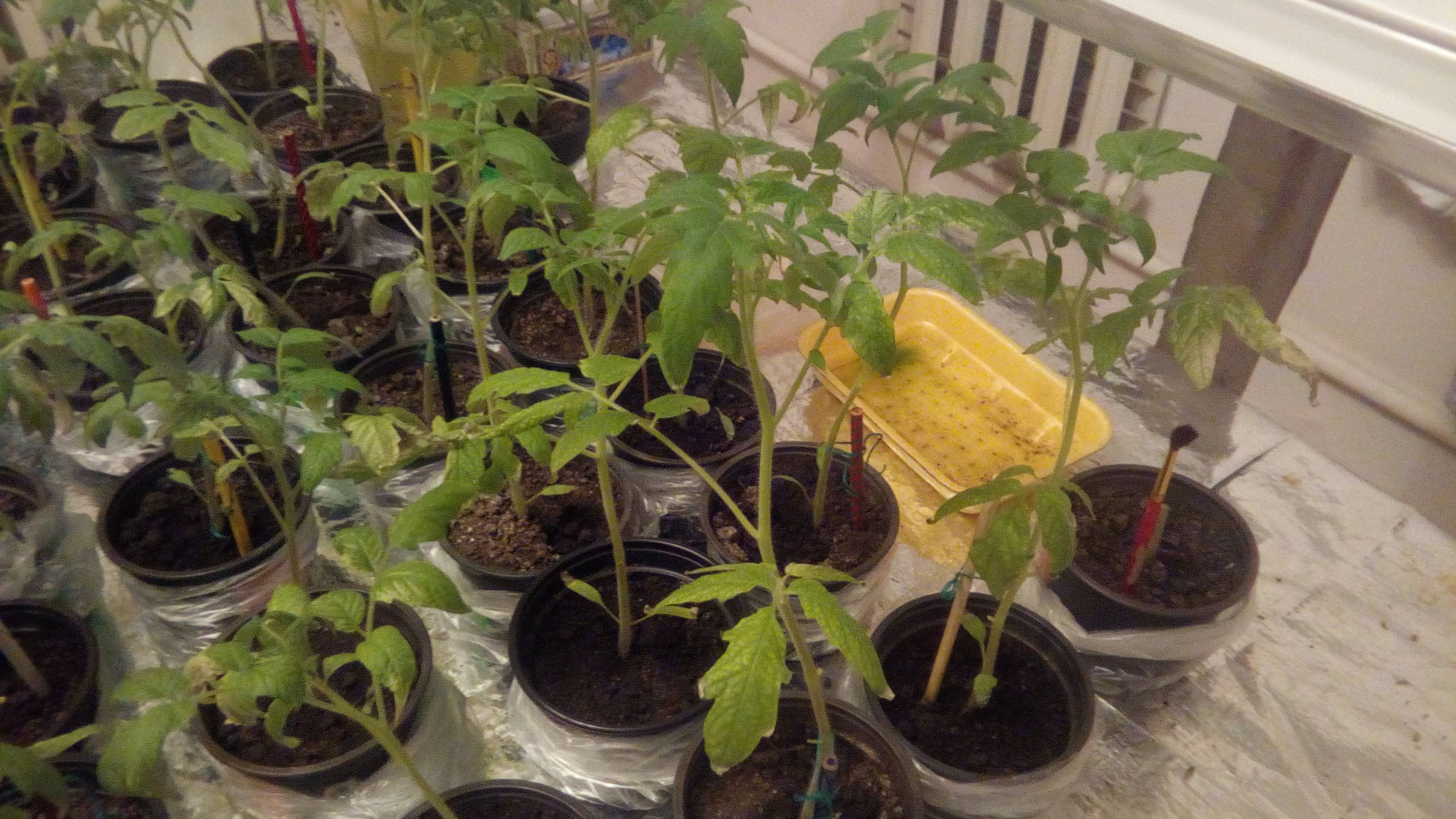 Как вырастить рассаду помидор в домашних условиях