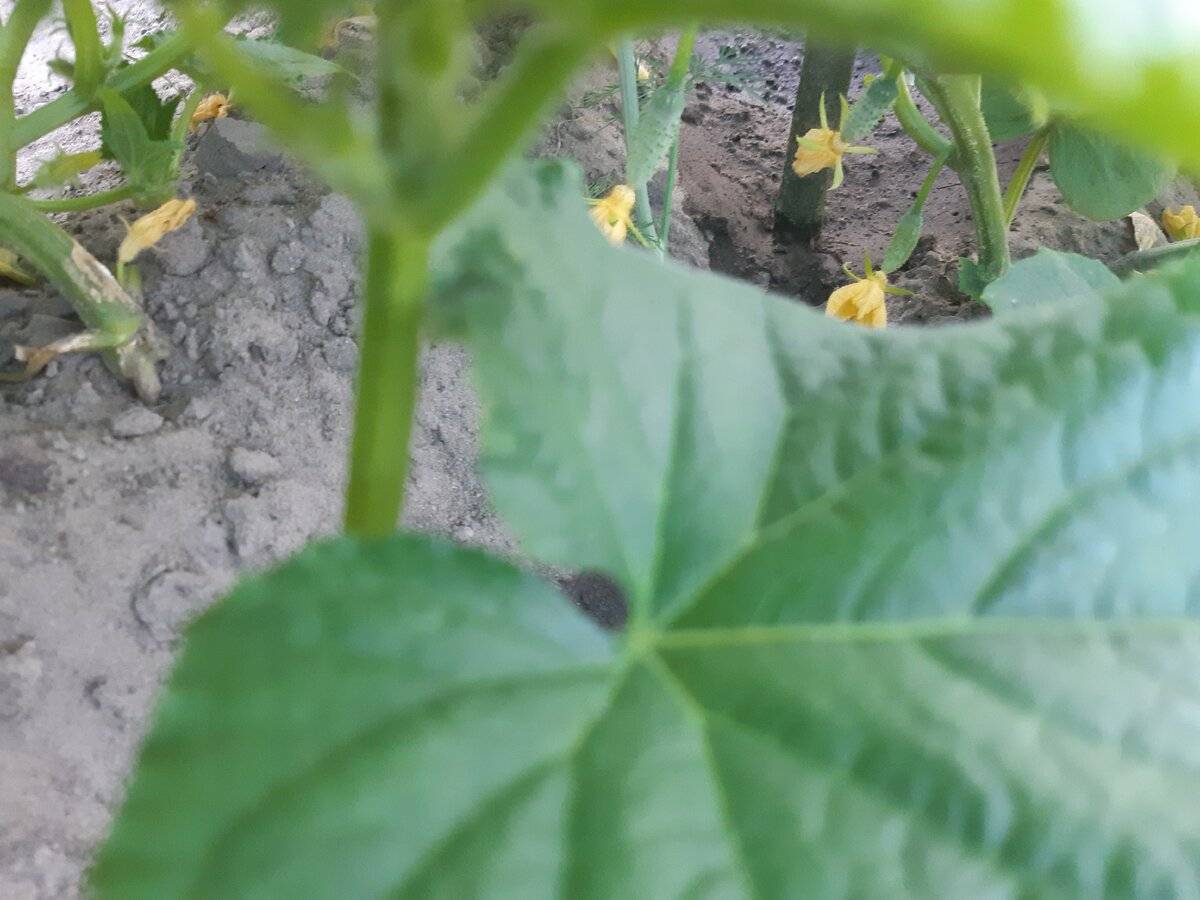 Почему у тыквы завязи желтеют и опадают: определяем причину проблемы и спасаем свой урожай