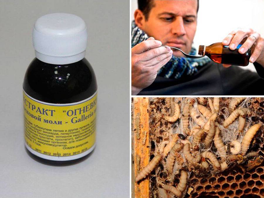 Восковая моль (огневка): назначение настойки пчелиной моли - лечебные свойства и применение - диковед
