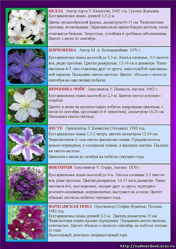 Клематис крупноцветковый – 10 самых красивых сортов с описанием и фото, отзывы