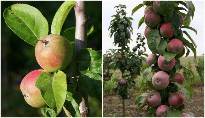 К олоновидная яблоня медок: посадка, выращивание и уход