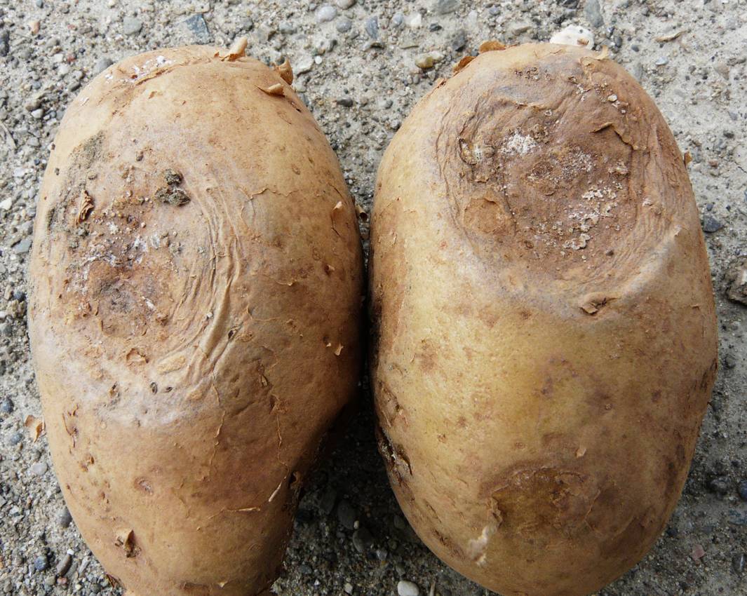 Как бороться с паршой на картофеле и вылечить землю
