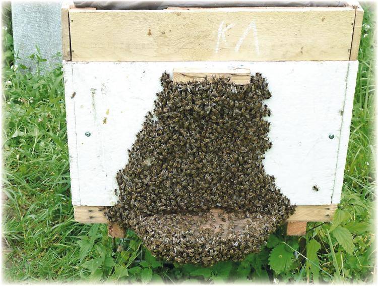 Методы пчеловождения – главный взяток с акации или подсолнуха, создание сильных пчелосемей – матковод амг – карніка, бакфаст, італійка