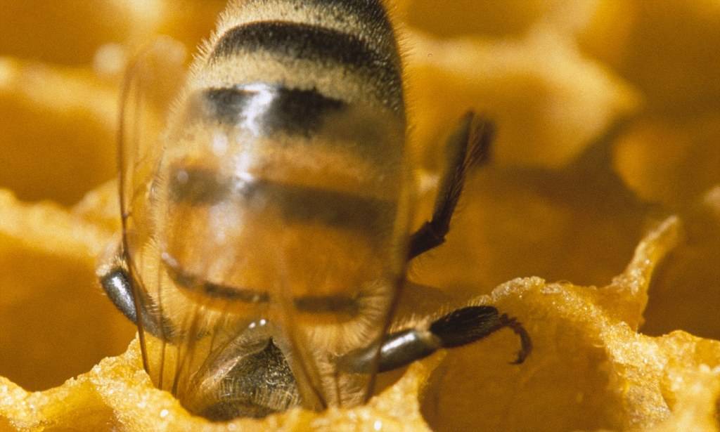 К чему снится пчела. видеть во сне пчела - сонник дома солнца