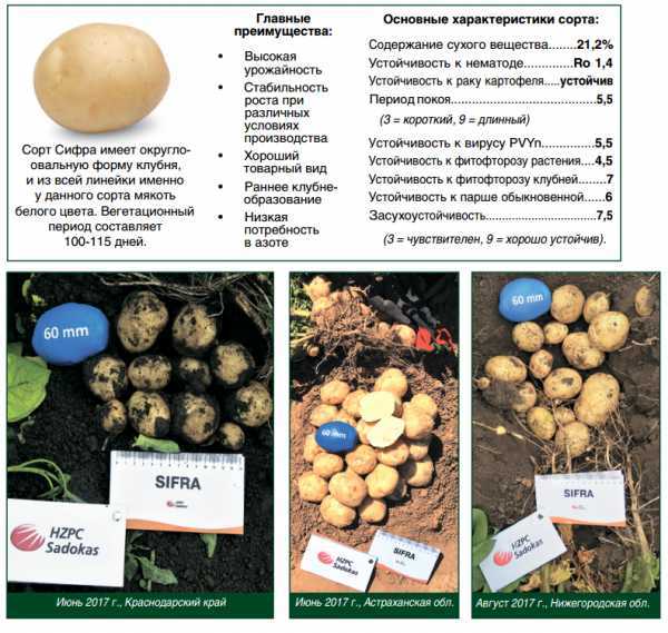 Обладатель рекордных урожаев — белорусский картофель лилея: описание сорта и характеристики