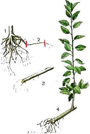 Выращивание сливы: как размножить сливу отводками, черенками и корневой порослью