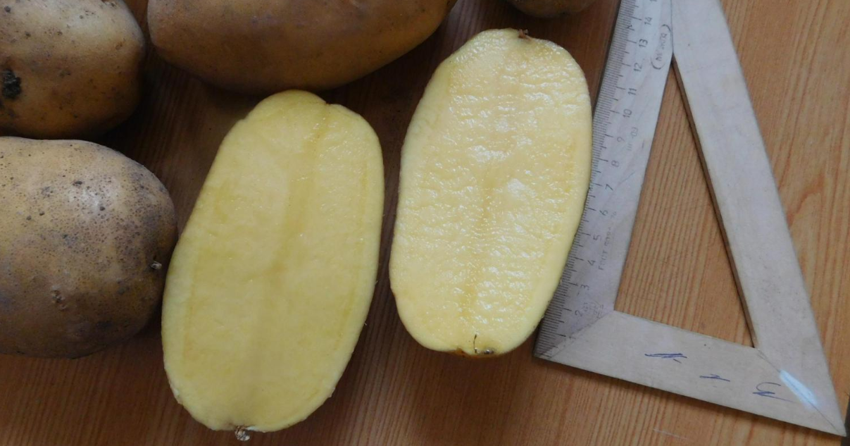 Сорт картофеля «метеор» – описание и фото