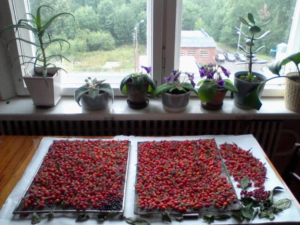 Барбарис: когда собирать ягоды