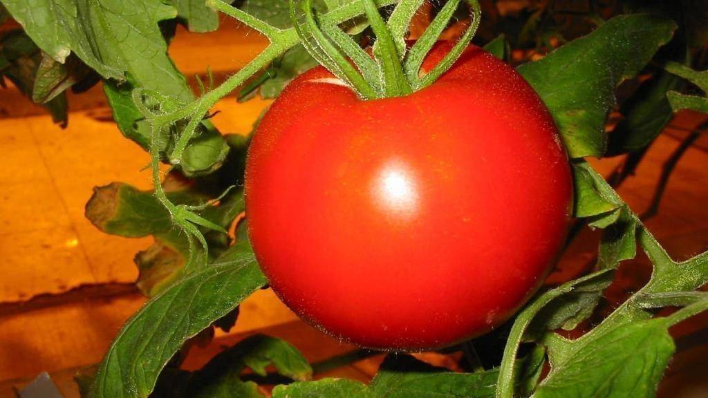Сорта томатов для самарской области: описание лучших с фото