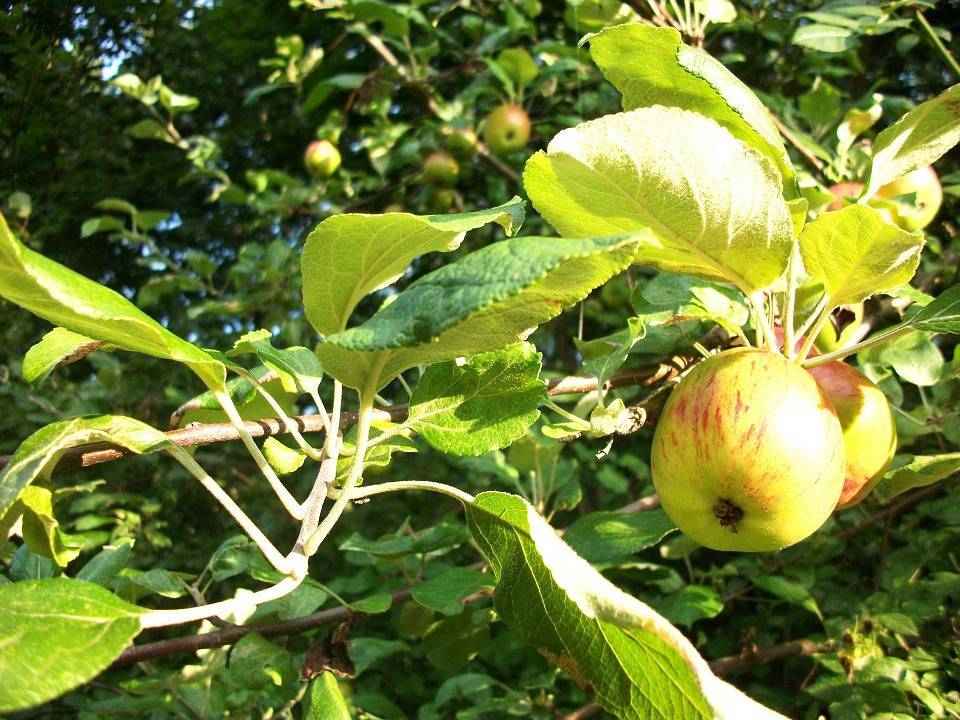 3 причины, почему трескаются яблоки и что делать с яблоней