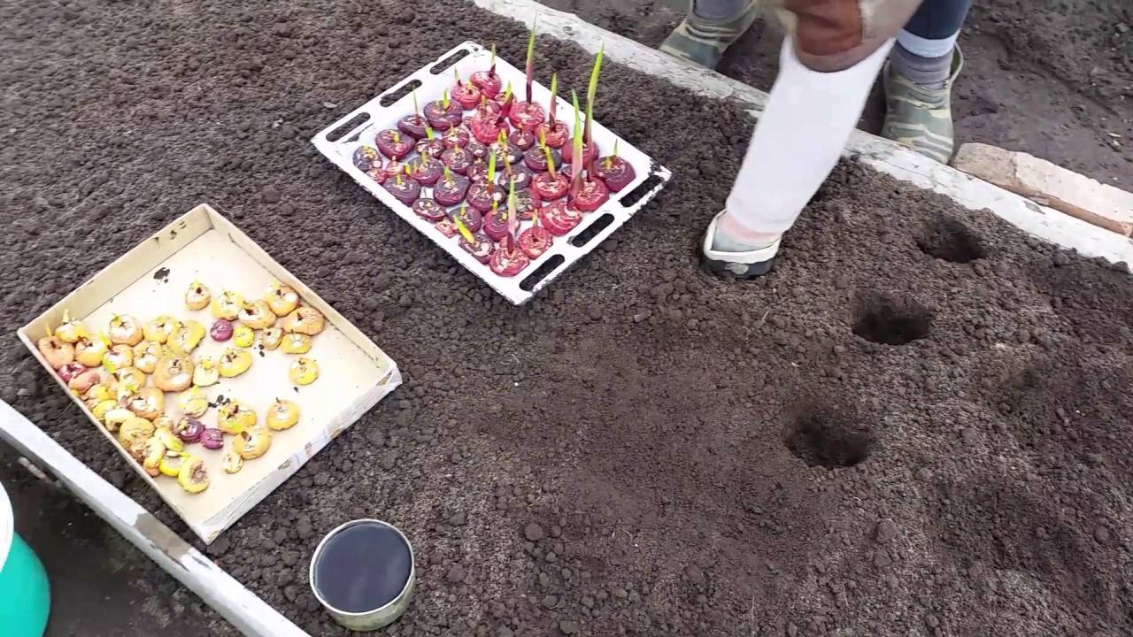 Посадка гладиолусов весной в грунт: пошаговое руководство для начинающих