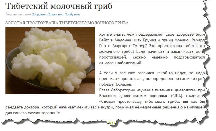 Тибетский молочный гриб (кефирный грибок) : инструкция применения