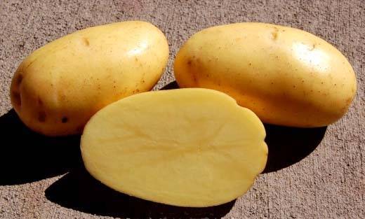 Картофель джелли: описание сорта, вкус и особенности выращивания