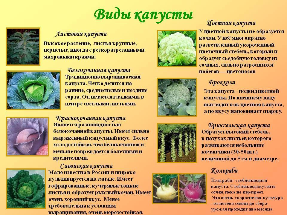 Описания и характеристики лучших сортов капусты, все виды с названиями