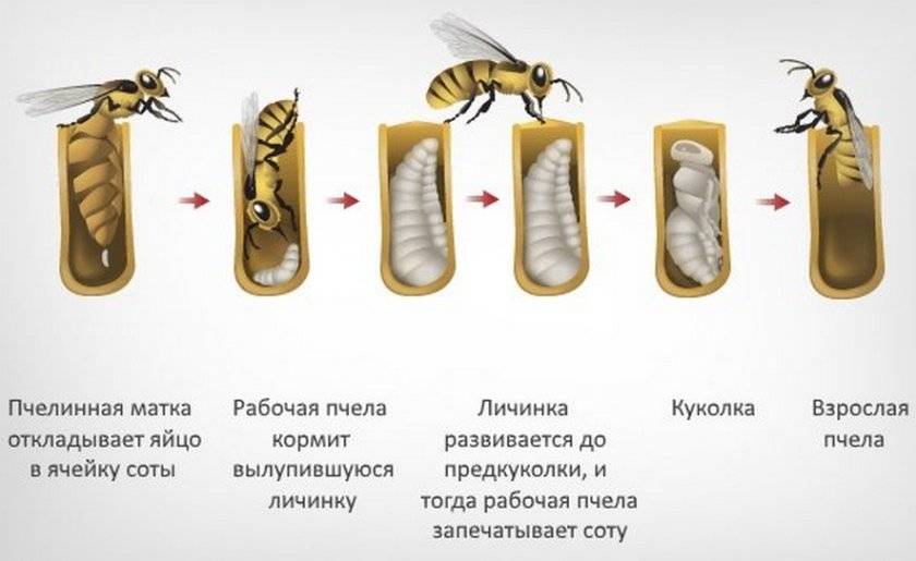 Пчелиная семья - плодная матка, рабочие пчелы, трутни.