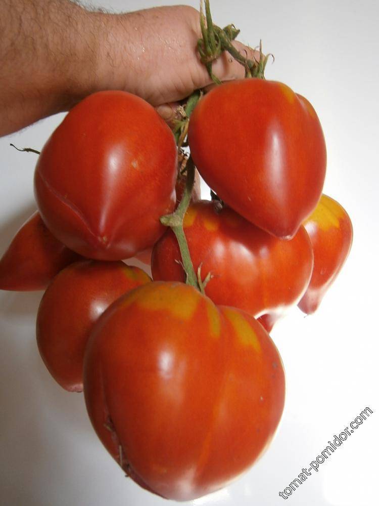 Томат фатер рейн: характеристика и описание сорта, отзывы об урожайности, фото помидоров