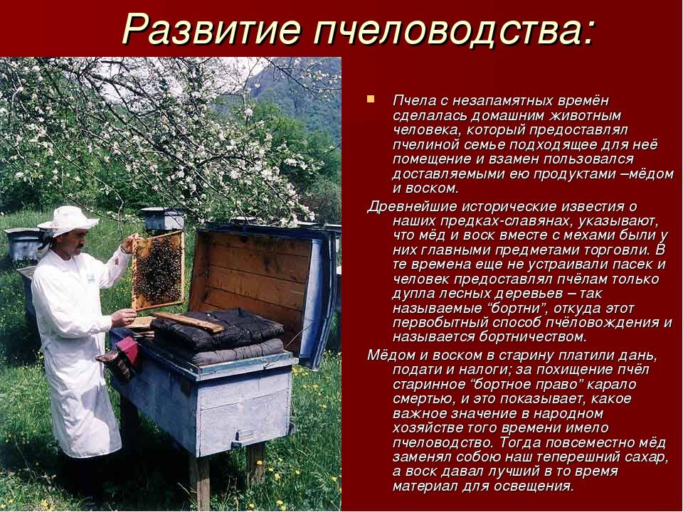 Бортевое пчеловодство: что это, развитие, изготовление борти