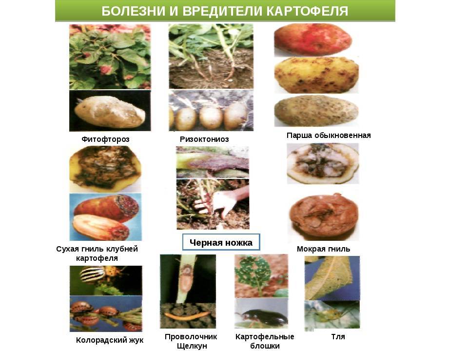 Болезни и вредители картофеля - виды, симптомы, описание с фото, методы борьбы