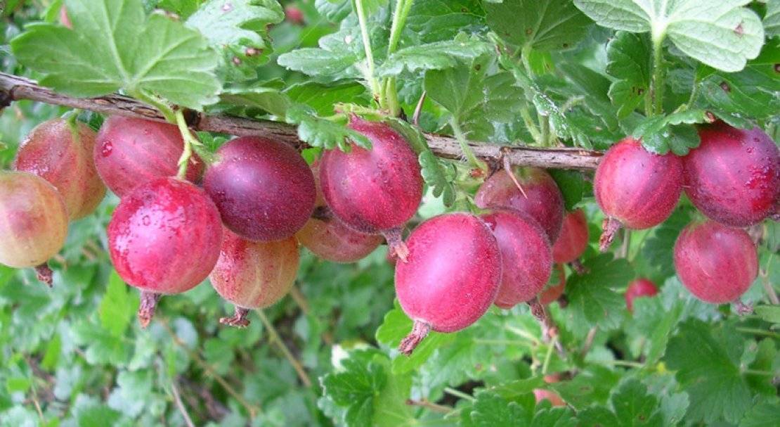 Смородина розовая: описание сортов, особенности выращивания и отзывы