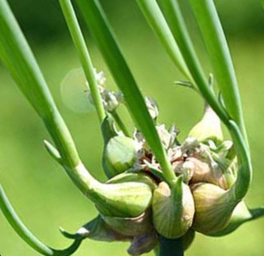 Лук многоярусный на зелень: опыт выращивания в грунте и на подоконнике
