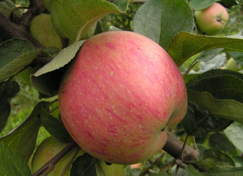 Штрифель - сорт яблок осеннее полосатое (штрейфлинг, полосатка) - описание