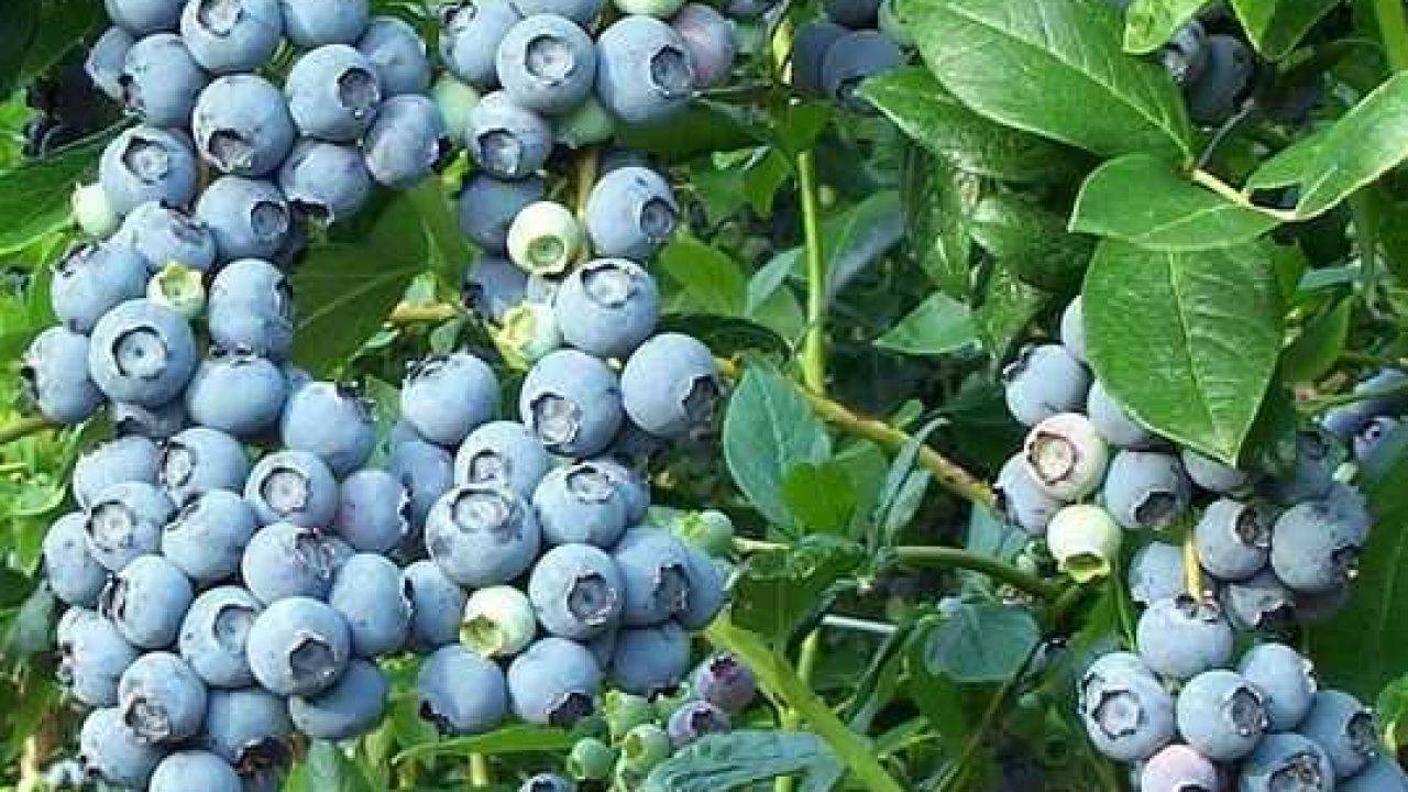 Голубика чандлер: описание сорта, правила посадки и ухода за высокорослой ягодой