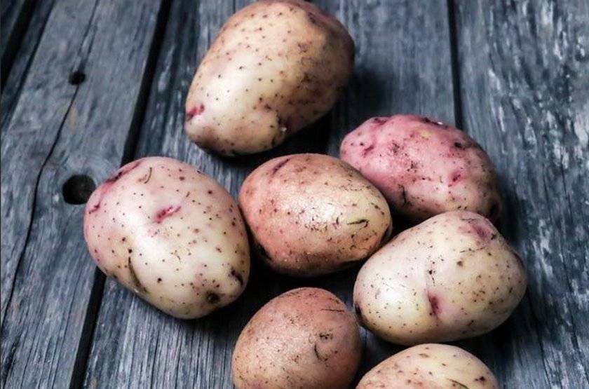 Картофель аврора – описание сорта, фото, отзывы