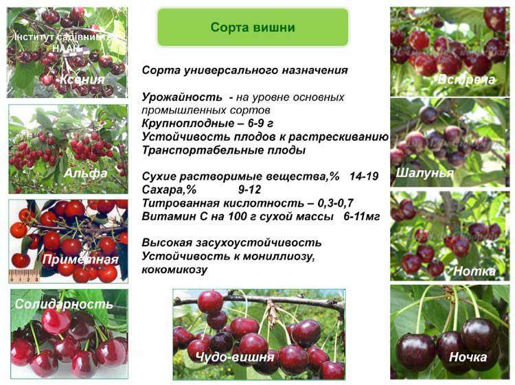 Самоплодные сорта вишни — обзор проверенных сортов для разных регионов