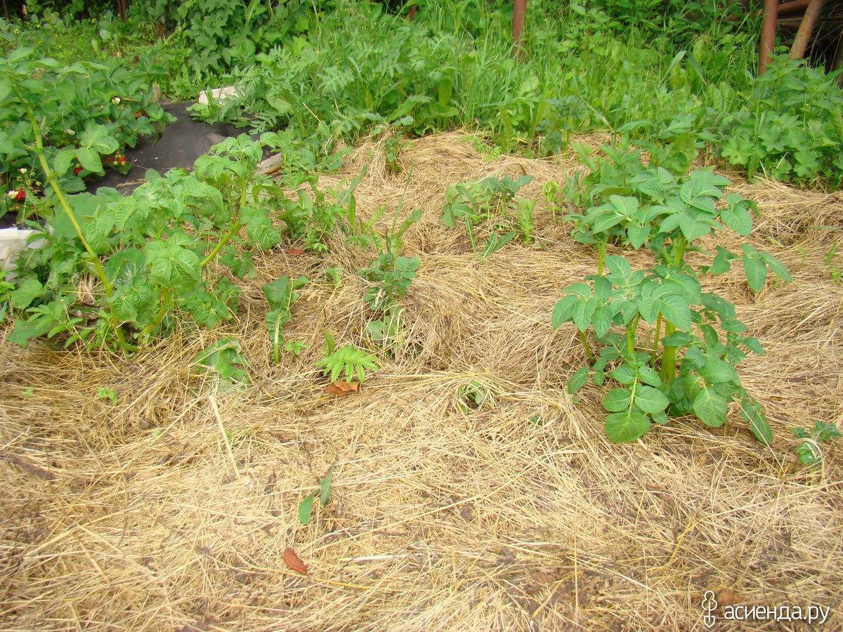 Мульчирование скошенной травой - все про огород