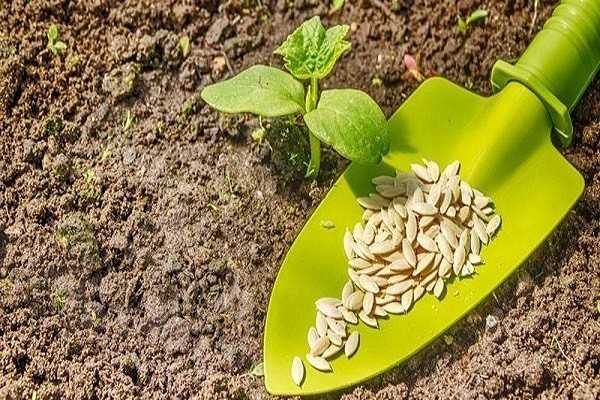 Как сажать огурцы в грунт семенами. 9 важных правил!