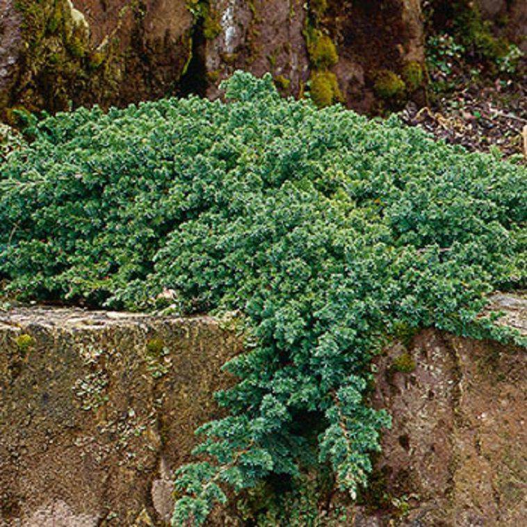 Можжевельник лежачий нана (juniperus procumbens nana)