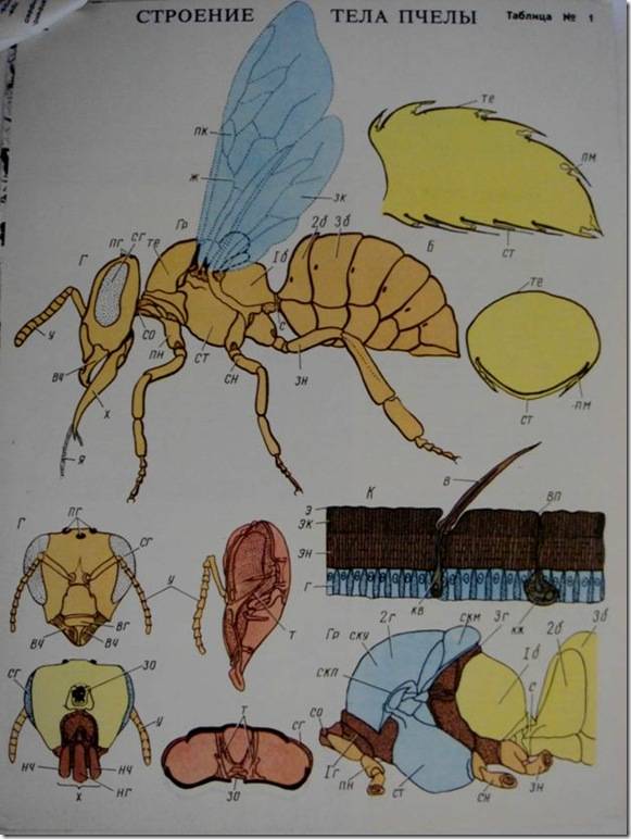 Строение пчелы — пример сложного организма