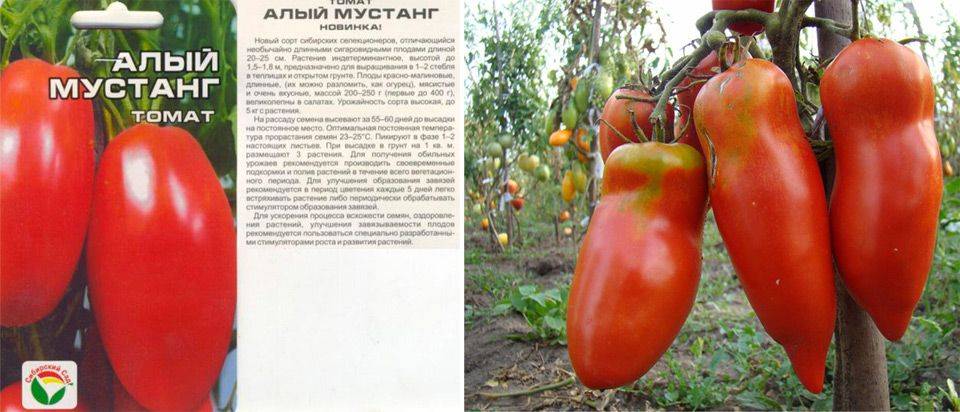 Томат алый мустанг: характеристика и описание высокоурожайного сорта с фото